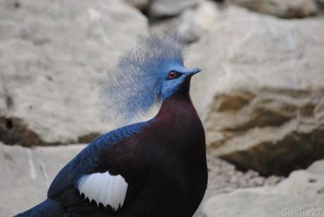 {biotropica} Visite du 22 juin 2015 : Bon anniversaire Ying (le panda roux) ! (1) Le pigeon couronné.