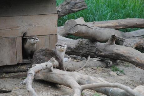 {biotropica} Visite du 22 juin 2015 : Bon anniversaire Ying (le panda roux) ! (3) La loutre naine d'Asie.