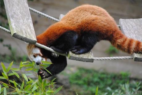 {biotropica} Visite du 22 juin 2015 : Bon anniversaire Ying (le panda roux) ! (11) Ying, le panda roux