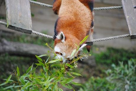 {biotropica} Visite du 22 juin 2015 : Bon anniversaire Ying (le panda roux) ! (50) Ying, le panda roux