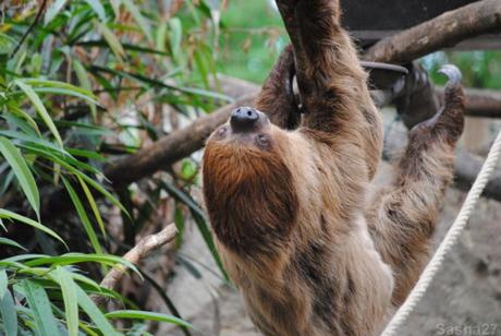 {biotropica} Visite du 22 juin 2015 : Bon anniversaire Ying (le panda roux) ! (4) Le paresseux à deux doigts.
