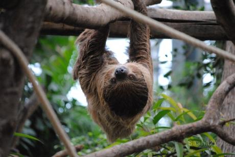 {biotropica} Visite du 22 juin 2015 : Bon anniversaire Ying (le panda roux) ! (3) Le paresseux à deux doigts.