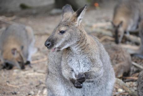 {biotropica} Visite du 22 juin 2015 : Bon anniversaire Ying (le panda roux) ! (1) Le wallaby de Bennett.