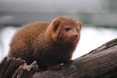{biotropica} Visite du 22 juin 2015 : Bon anniversaire Ying (le panda roux) ! (6) La mangouste naine d'Afrique.