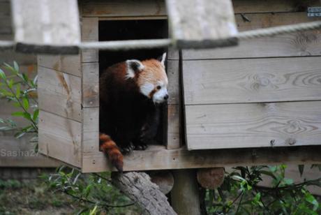 {biotropica} Visite du 22 juin 2015 : Bon anniversaire Ying (le panda roux) ! (20) Ying, le panda roux