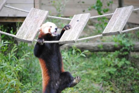 {biotropica} Visite du 22 juin 2015 : Bon anniversaire Ying (le panda roux) ! (8) Ying, le panda roux