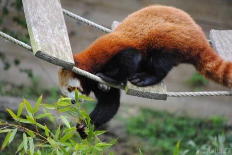 {biotropica} Visite du 22 juin 2015 : Bon anniversaire Ying (le panda roux) ! (10) Ying, le panda roux
