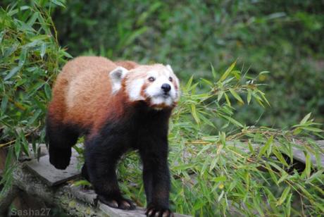 {biotropica} Visite du 22 juin 2015 : Bon anniversaire Ying (le panda roux) ! (7) Ying, le panda roux