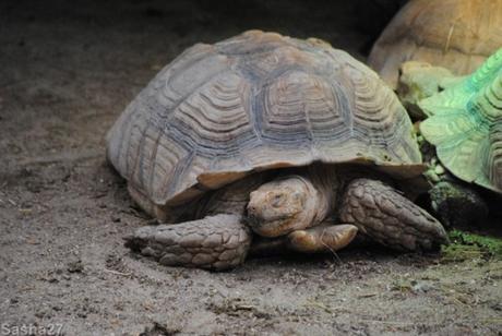 {biotropica} Visite du 22 juin 2015 : Bon anniversaire Ying (le panda roux) ! (1) La tortue sillonnée.