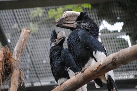 {biotropica} Visite du 22 juin 2015 : Bon anniversaire Ying (le panda roux) ! (1) Le calao pie.