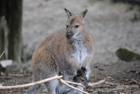 {biotropica} Visite du 22 juin 2015 : Bon anniversaire Ying (le panda roux) ! (4) Le wallaby de Bennett.