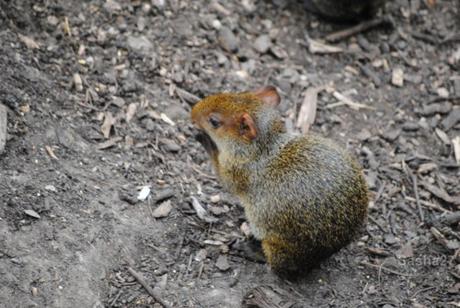 {biotropica} Visite du 22 juin 2015 : Bon anniversaire Ying (le panda roux) ! (3) L'agouti d'Azara.
