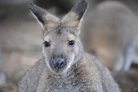 {biotropica} Visite du 22 juin 2015 : Bon anniversaire Ying (le panda roux) ! (2) Le wallaby de Bennett.