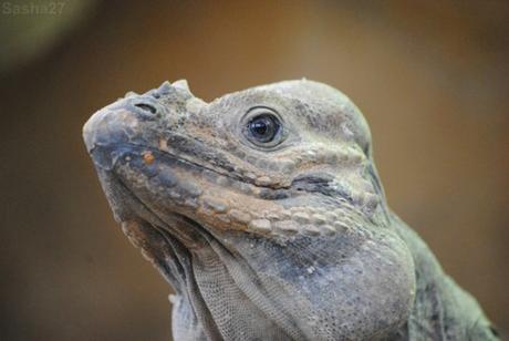 {biotropica} Visite du 22 juin 2015 : Bon anniversaire Ying (le panda roux) ! (1) L'iguane Rhinocéros.