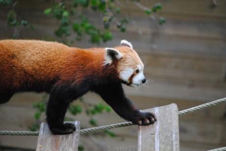 {biotropica} Visite du 22 juin 2015 : Bon anniversaire Ying (le panda roux) ! (16) Ying, le panda roux