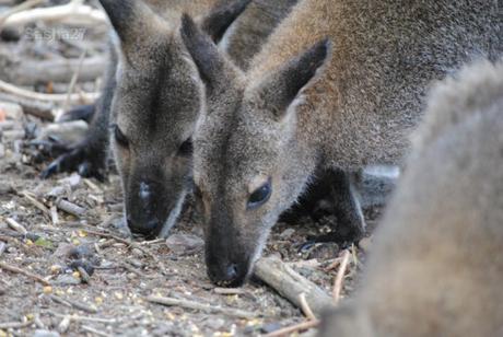 {biotropica} Visite du 22 juin 2015 : Bon anniversaire Ying (le panda roux) ! (10) Le wallaby de Bennett.