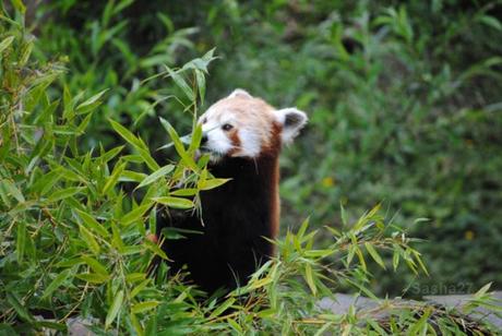 {biotropica} Visite du 22 juin 2015 : Bon anniversaire Ying (le panda roux) ! (26) Ying, le panda roux