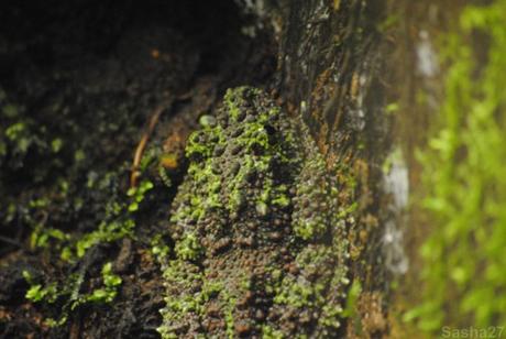{biotropica} Visite du 22 juin 2015 : Bon anniversaire Ying (le panda roux) ! (3) Le crapaud mousse.