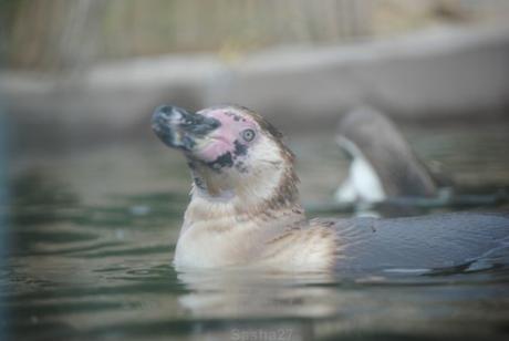 {biotropica} Visite du 22 juin 2015 : Bon anniversaire Ying (le panda roux) ! (2) Les manchots de Humboldt.