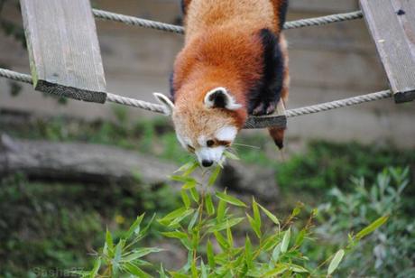 {biotropica} Visite du 22 juin 2015 : Bon anniversaire Ying (le panda roux) ! (47) Ying, le panda roux