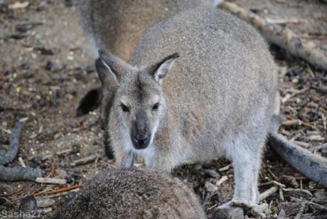 {biotropica} Visite du 22 juin 2015 : Bon anniversaire Ying (le panda roux) ! (7) Le wallaby de Bennett.