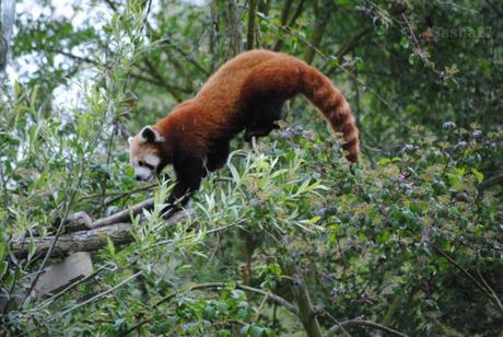 {biotropica} Visite du 22 juin 2015 : Bon anniversaire Ying (le panda roux) ! (38) Ying, le panda roux
