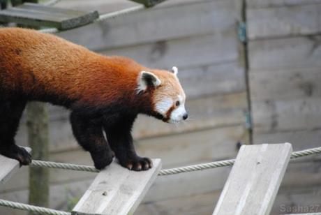 {biotropica} Visite du 22 juin 2015 : Bon anniversaire Ying (le panda roux) ! (44) Ying, le panda roux