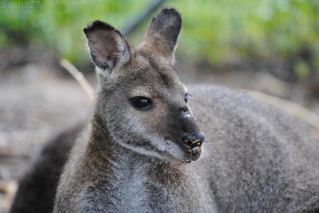 {biotropica} Visite du 22 juin 2015 : Bon anniversaire Ying (le panda roux) ! (11) Le wallaby de Bennett.