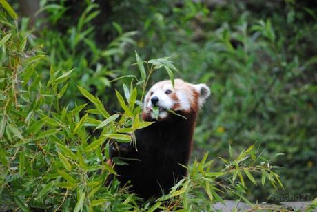{biotropica} Visite du 22 juin 2015 : Bon anniversaire Ying (le panda roux) ! (27) Ying, le panda roux