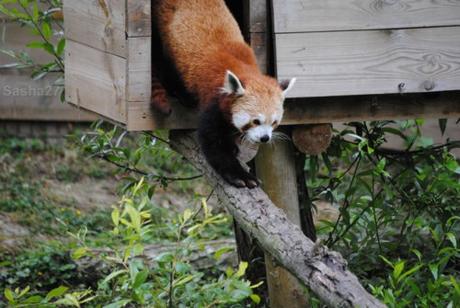 {biotropica} Visite du 22 juin 2015 : Bon anniversaire Ying (le panda roux) ! (21) Ying, le panda roux