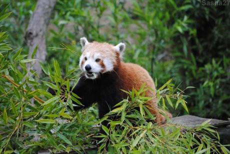 {biotropica} Visite du 22 juin 2015 : Bon anniversaire Ying (le panda roux) ! (36) Ying, le panda roux