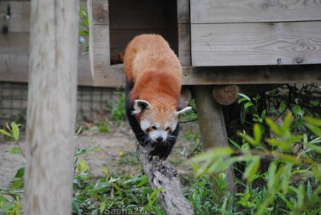 {biotropica} Visite du 22 juin 2015 : Bon anniversaire Ying (le panda roux) ! (3) Ying, le panda roux