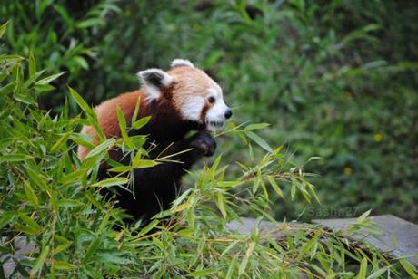 {biotropica} Visite du 22 juin 2015 : Bon anniversaire Ying (le panda roux) ! (30) Ying, le panda roux