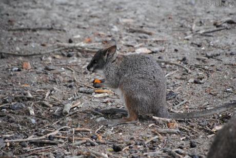 {biotropica} Visite du 22 juin 2015 : Bon anniversaire Ying (le panda roux) ! (6) Le wallaby de Parma.