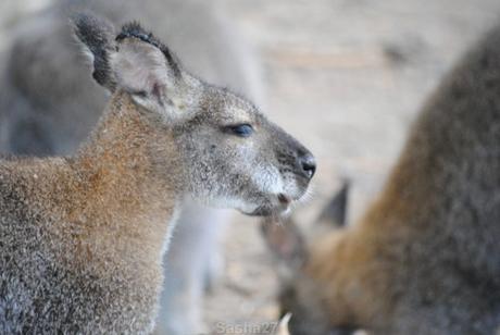 {biotropica} Visite du 22 juin 2015 : Bon anniversaire Ying (le panda roux) ! (3) Le wallaby de Bennett.