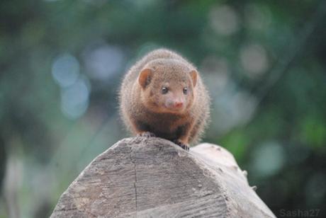 {biotropica} Visite du 22 juin 2015 : Bon anniversaire Ying (le panda roux) ! (1) La mangouste naine d'Afrique.