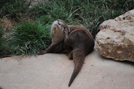 {biotropica} Visite du 22 juin 2015 : Bon anniversaire Ying (le panda roux) ! (11) La loutre naine d'Asie.