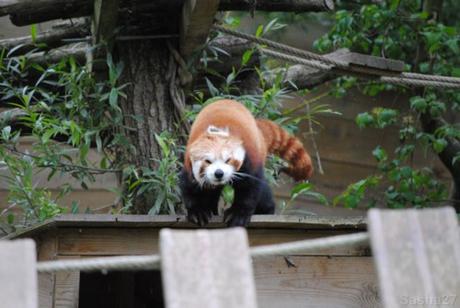 {biotropica} Visite du 22 juin 2015 : Bon anniversaire Ying (le panda roux) ! (18) Ying, le panda roux