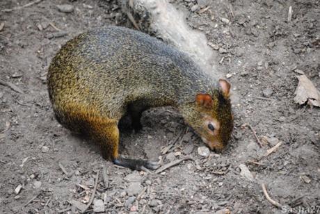 {biotropica} Visite du 22 juin 2015 : Bon anniversaire Ying (le panda roux) ! (1) L'agouti d'Azara.