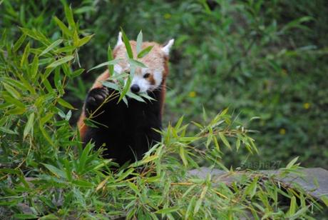 {biotropica} Visite du 22 juin 2015 : Bon anniversaire Ying (le panda roux) ! (25) Ying, le panda roux
