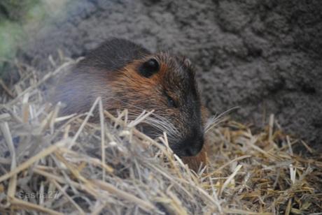 {biotropica} Visite du 22 juin 2015 : Bon anniversaire Ying (le panda roux) ! (1) La femelle ragondin.