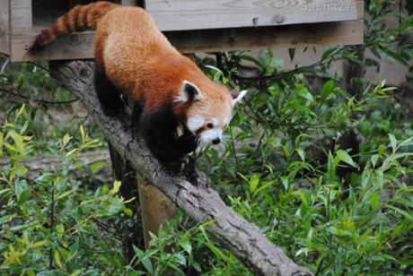 {biotropica} Visite du 22 juin 2015 : Bon anniversaire Ying (le panda roux) ! (22) Ying, le panda roux