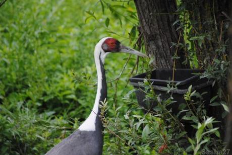 {biotropica} Visite du 22 juin 2015 : Bon anniversaire Ying (le panda roux) ! (1) La grue à cou blanc.