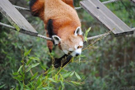 {biotropica} Visite du 22 juin 2015 : Bon anniversaire Ying (le panda roux) ! (53) Ying, le panda roux