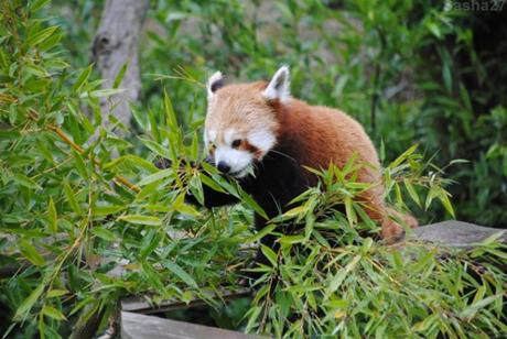 {biotropica} Visite du 22 juin 2015 : Bon anniversaire Ying (le panda roux) ! (33) Ying, le panda roux