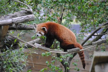 {biotropica} Visite du 22 juin 2015 : Bon anniversaire Ying (le panda roux) ! (17) Ying, le panda roux