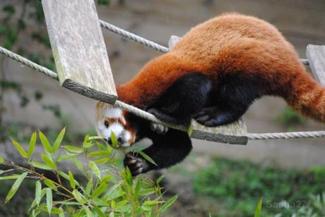 {biotropica} Visite du 22 juin 2015 : Bon anniversaire Ying (le panda roux) ! (12) Ying, le panda roux