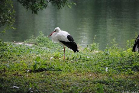 {biotropica} Visite du 22 juin 2015 : Bon anniversaire Ying (le panda roux) ! (2) La cigogne blanche.
