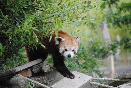 {biotropica} Visite du 22 juin 2015 : Bon anniversaire Ying (le panda roux) ! (43) Ying, le panda roux