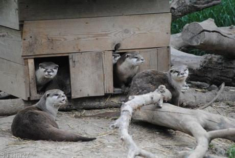 {biotropica} Visite du 22 juin 2015 : Bon anniversaire Ying (le panda roux) ! (4) La loutre naine d'Asie.